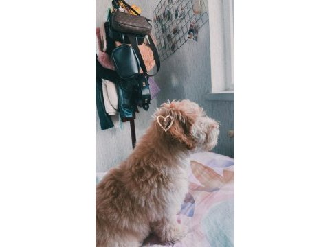 3 aylık oyuncu maltipoo