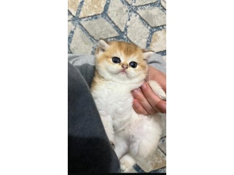 British golden shorthair yavrularımız
