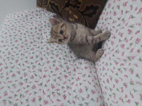 British shorthair ve scottish fold