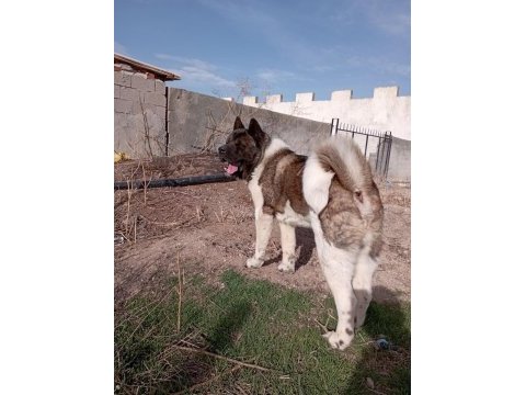 Amerikan akita yavru erkek-dişi