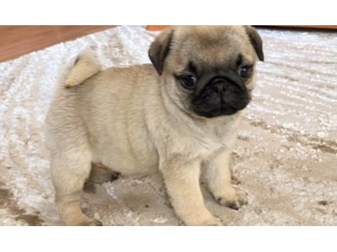 Pug safkan