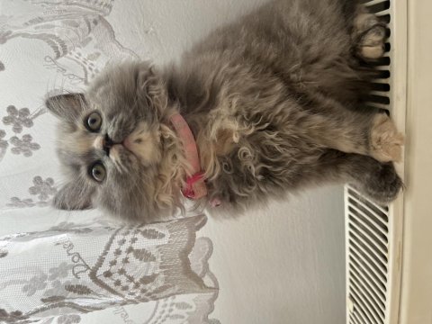British longhair