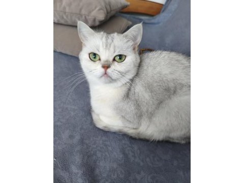 Scottish straight silver point