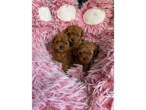 Orjinal toy poodle yavrularımız