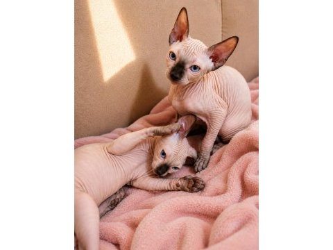Safkan sfenks (sphynx/canadian sphynx) yavruları