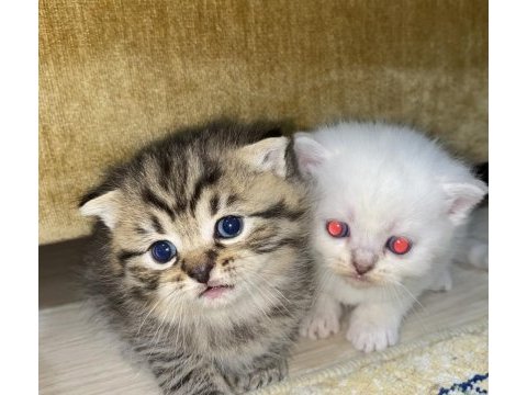 Hepsi tam bir oyun arkadaşı kediler