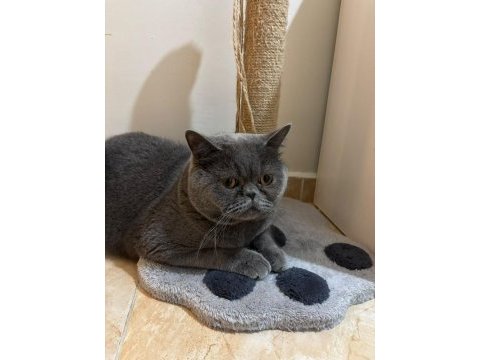 Scottish fold kısırlaştırmış erkek kedimiz yuva arıyor
