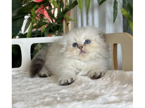 Cüce kısa bacaklı büyümeyen munchkin safkan ve secereli