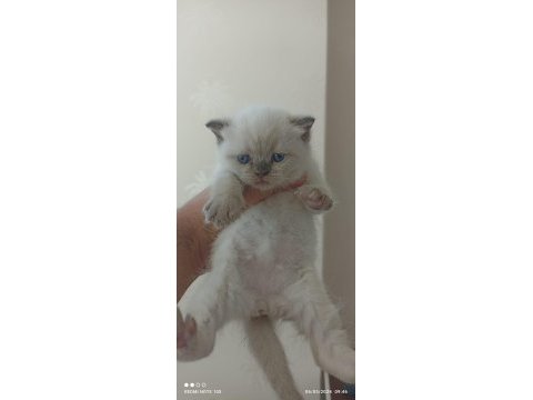 Safkan anne baba blue point british shorthair bebekler