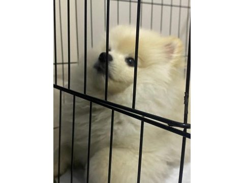 Pomeranian 6 aylık erkek aşıları herşeyi tam