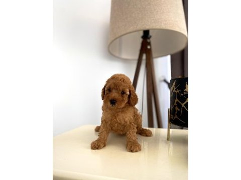 Red erkek toy poodle yavrumuz