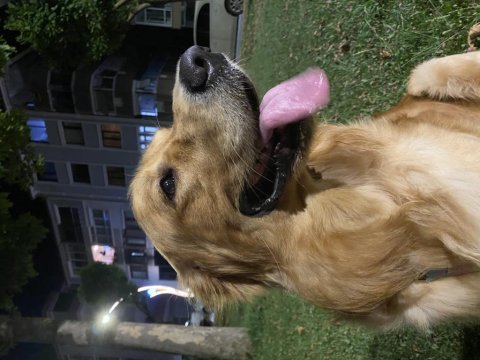 1,5 yaşında dünyalar tatlısı golden retriever yuva arıyor