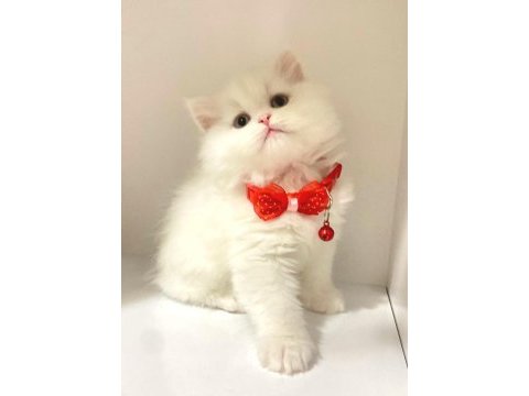 Sarkan british longhair