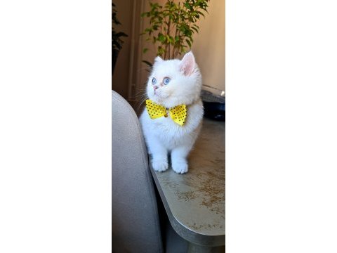 Kar beyazı british shorthair