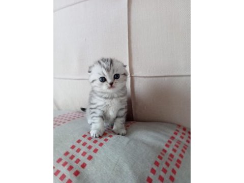 Aa kalite mavi gözlü scottish fold yavrular