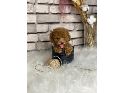 Harika anotomisi ile mükemmel toy poodle yavrular
