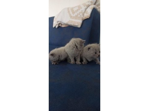Yeni british shorthair yavrular
