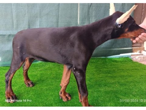 A şecereli doberman yavrular