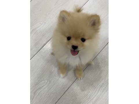 2 aylık erkek pomeranian pablo