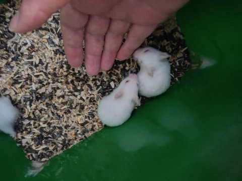 Çok şirin tatlı minik hamsterler