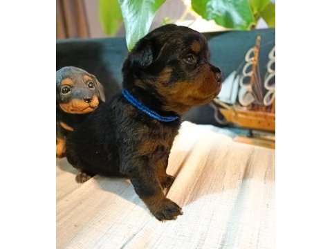 Şecereli rottweiler bebeklerim