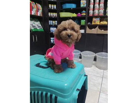 Erkek maltipoo
