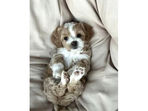 A kalite maltipoo bebekler