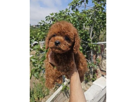 Toy poodle köpeğimiz