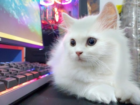British longhair