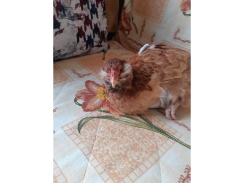 Bodur mavici tavuk yumurta
