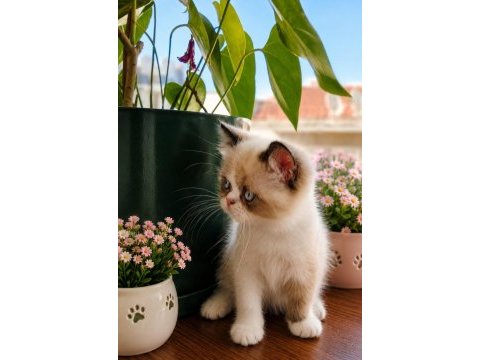 Safkan exotic shorthair bebekler