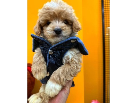 Bebek yüzlü sevimli maltipoo yavrularımız