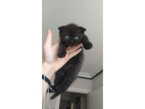 Minik bebeğin seni bekliyor scottish fold