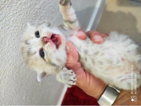 British shorthair 26 günlük yavrular
