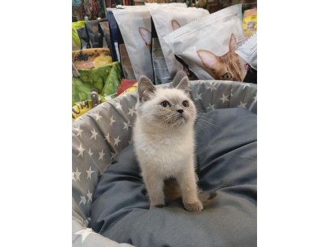 Bebek british shorthair bluepoint