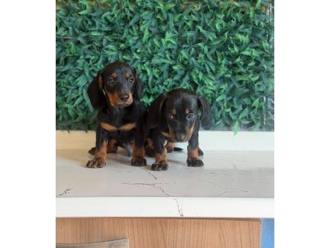 Black tan dachshund yavrular