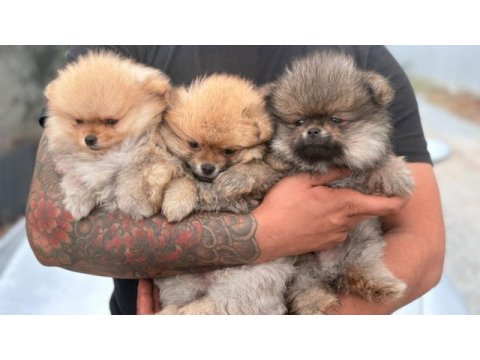 2 aylık pomeranian bebekler