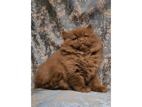 Cinnamon tarçın kahverengi british longhair yavrular