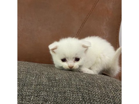 Safkan beyaz scottish fold yavru