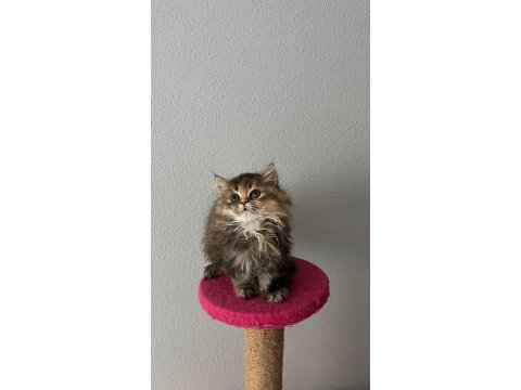 Güzeller güzeli british longhair