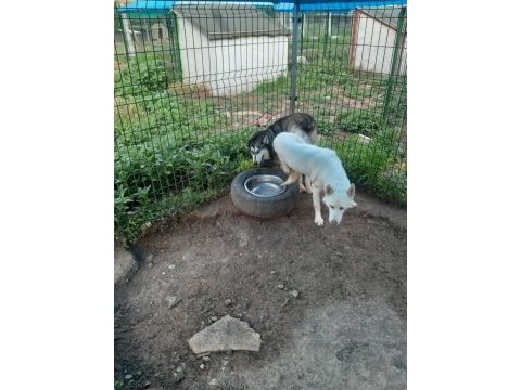 Mavi gözlü süt beyaz erkek husky sibirya kurtları