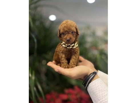 Tedi surat kore 585 gr oyuncak kaniş