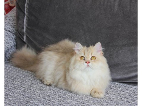 Pamuk kızımız yeni ailesine kavuşmayı bekliyor