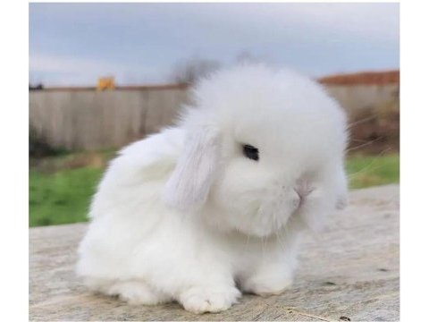 Minik lop tavşanımız