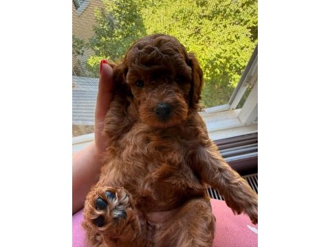 Toy poodle kore a sınıf kalite