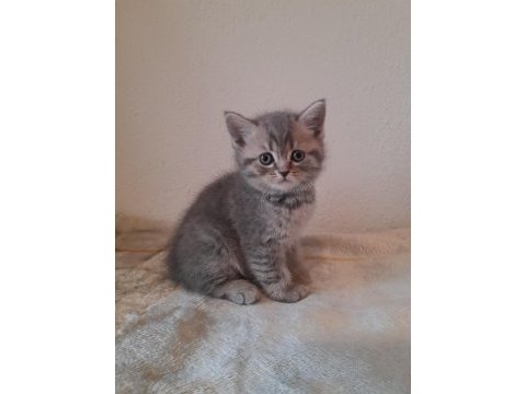 45 günlük british shorthair yavrular