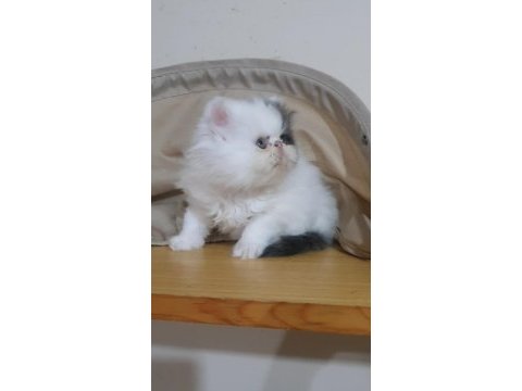 İran kedisi yavru
