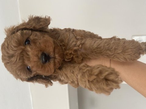 Toy poodle bebeğimiz için ulaşın