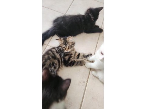 Uysal kedilerimize yuva arıyoruz