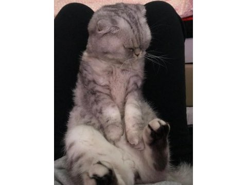 1 buçuk yaşında dişi exotic shorthair ve yavruları